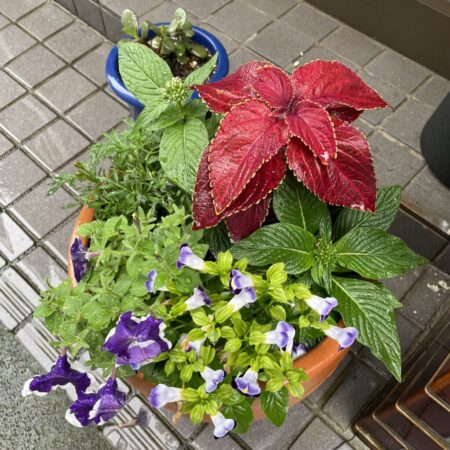 お店の季節の花の寄せ植え