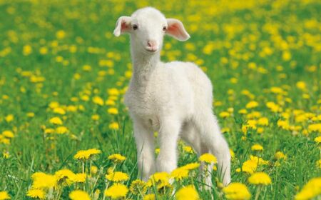 かわいい動物たち/3月