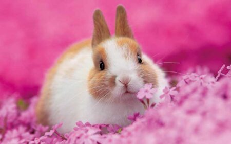 かわいい動物たち/4月