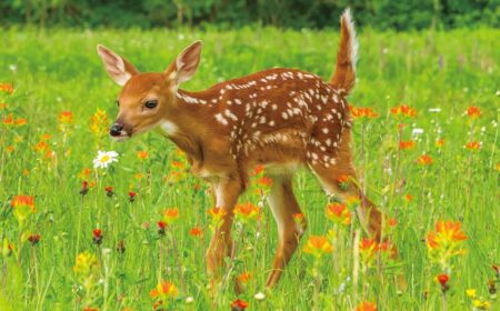 かわいい動物たち/5月