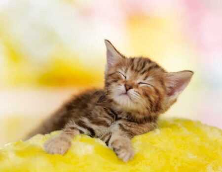 マイペット/1月