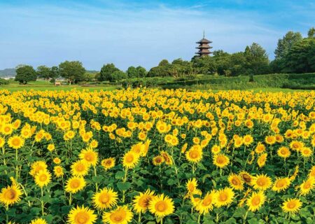 美しき日本/7月8月