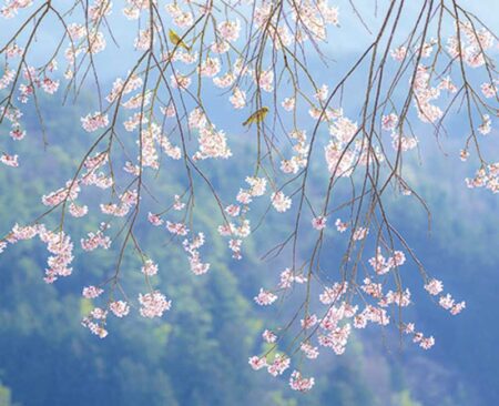 素晴しい自然（シャッターメモ付）-2