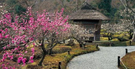 庭の四季/2月