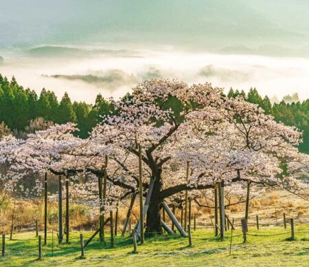 日本の朝/4月