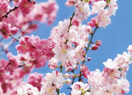 花ことばと文字-4