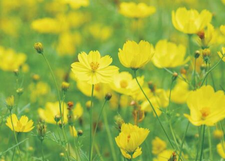 花ことばと文字-8