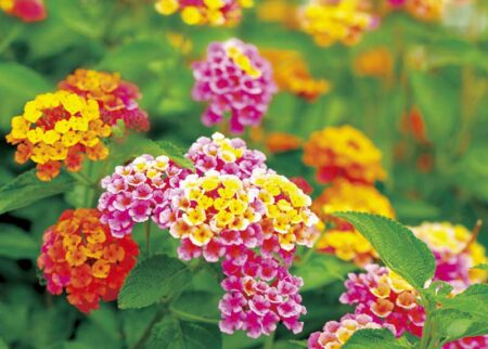 花ことばと文字-9