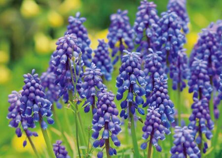 花ことばと文字/3月