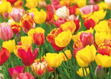 花ことばと文字/4月