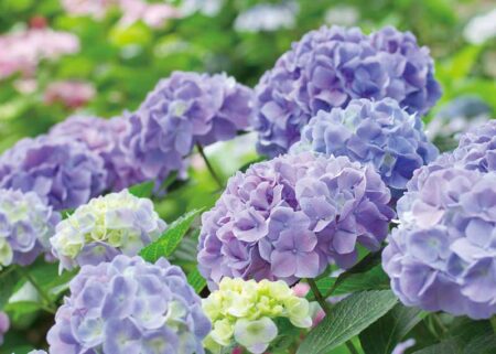 花ことばと文字/6月