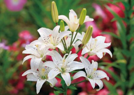 花ことばと文字/7月
