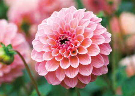 花ことばと文字/11月