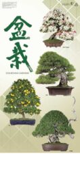 盆栽表紙