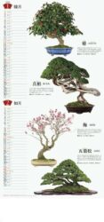 盆栽