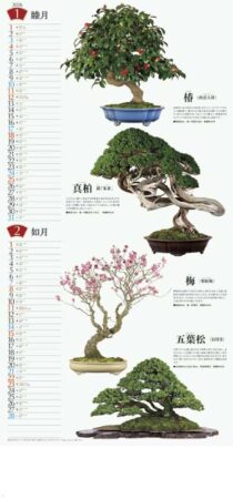 盆栽/1月2月
