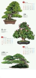盆栽
