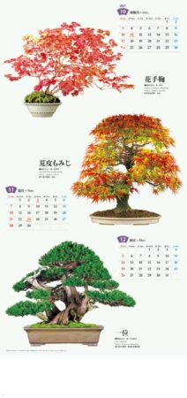 盆栽/9月10月