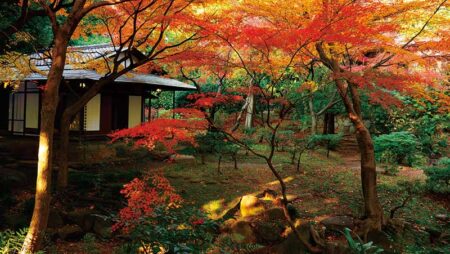 日本の庭/9月10月