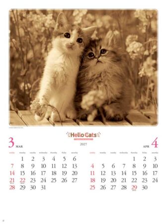 ハローキャッツ/3月4月
