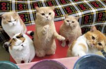 ねこと生活　みかんとじろうさんちカレンダー
