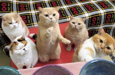ねこと生活　みかんとじろうさんちカレンダー-1