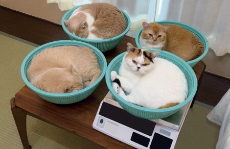 ねこと生活　みかんとじろうさんちカレンダー-2
