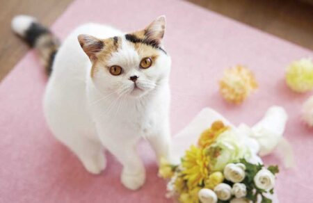 ねこと生活　みかんとじろうさんちカレンダー-3