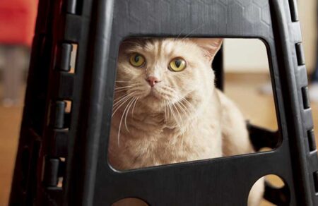 ねこと生活　みかんとじろうさんちカレンダー-5