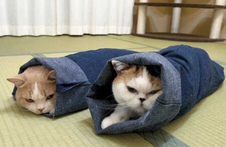 ねこと生活　みかんとじろうさんちカレンダー-6