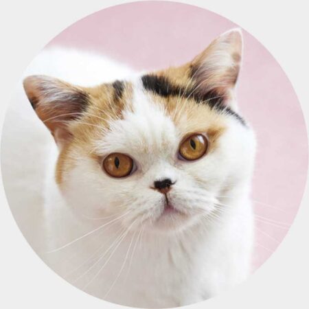 ねこと生活　みかんとじろうさんちカレンダー-8