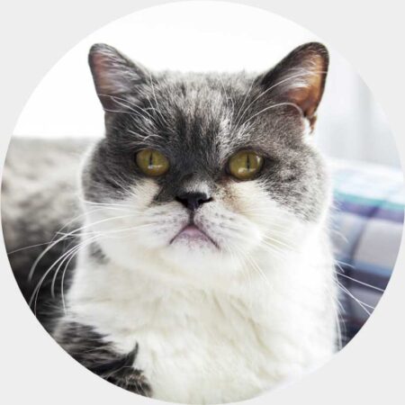 ねこと生活　みかんとじろうさんちカレンダー-9