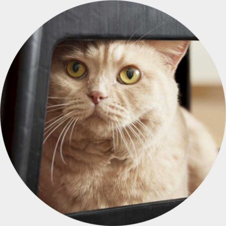 ねこと生活　みかんとじろうさんちカレンダー-10