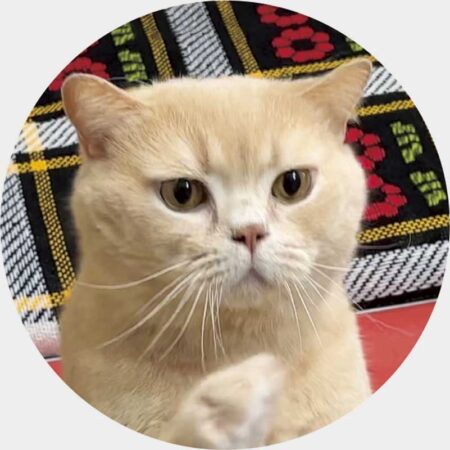 ねこと生活　みかんとじろうさんちカレンダー-11