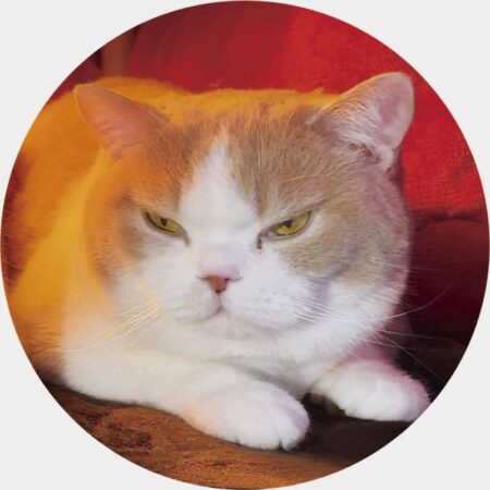 ねこと生活　みかんとじろうさんちカレンダー-12