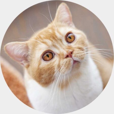 ねこと生活　みかんとじろうさんちカレンダー-13