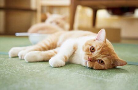ねこと生活 みかんとじろうさんちカレンダー/8月