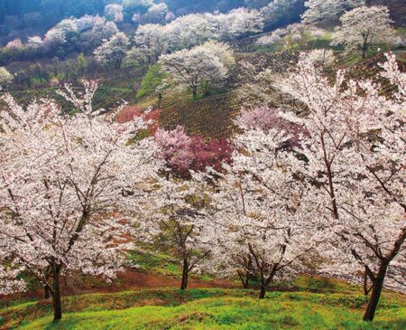 PURE〜心の残る日本風景〜/3月4月