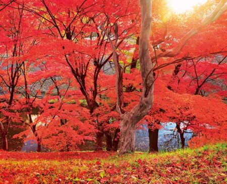 PURE〜心の残る日本風景〜/9月10月