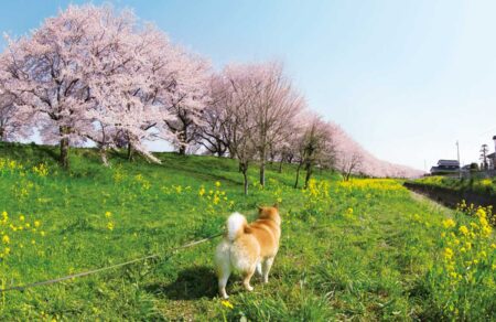 柴犬まるとおさんぽカレンダー/4月