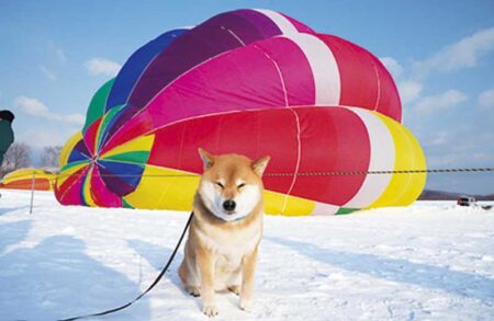 柴犬まるとおさんぽカレンダー-2