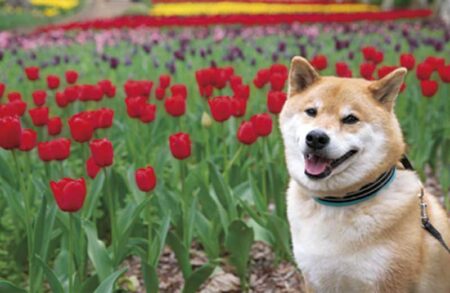 柴犬まるとおさんぽカレンダー-3