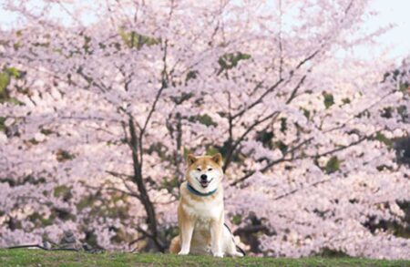柴犬まるとおさんぽカレンダー-4