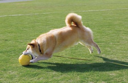 柴犬まるとおさんぽカレンダー-5