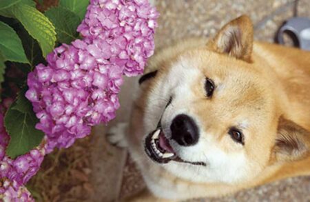 柴犬まるとおさんぽカレンダー-6