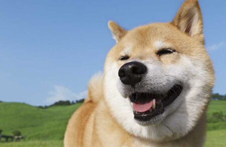 柴犬まるとおさんぽカレンダー-8