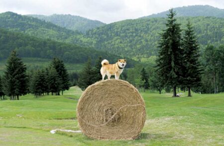 柴犬まるとおさんぽカレンダー-9