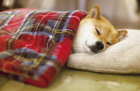 柴犬まるとおさんぽカレンダー-11