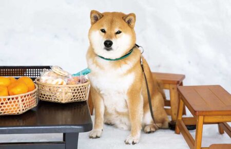 柴犬まるとおさんぽカレンダー/1月