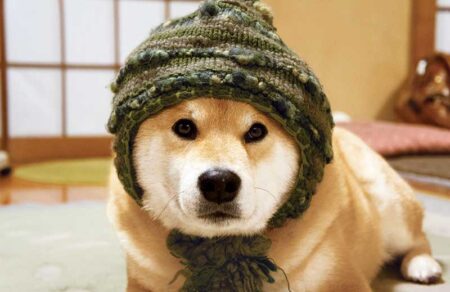 柴犬まるとおさんぽカレンダー/2月